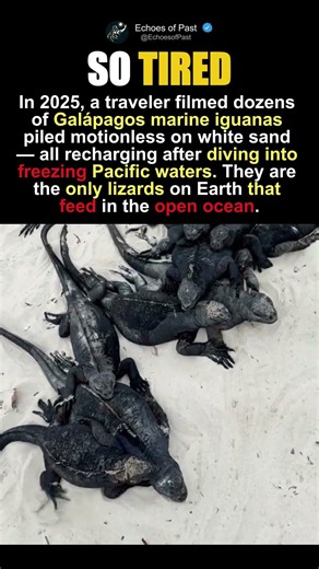 The Only Lizard On Earth That Swims The Ocean