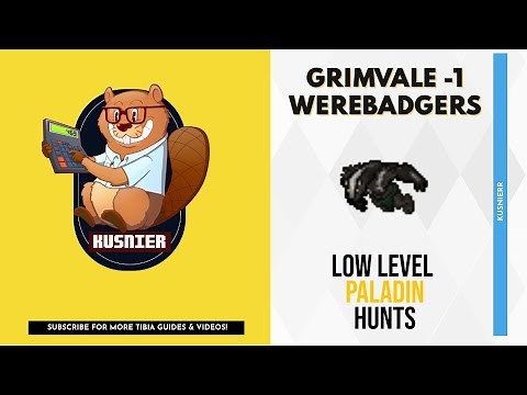 Grimvale -1 Werebadgers | 230 k/h raw | 50+ Paladin | Tibia Hunting Guide