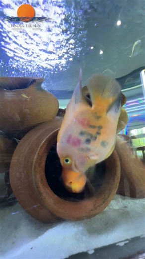 Under The Sun Aquarium Udaipur 🐠 | Explore the Magical Underwater World