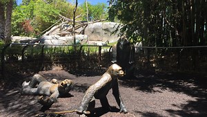 San Diego Zoo: 100 things you need to know