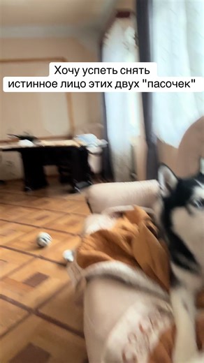 #хаски #шпиц | dogs