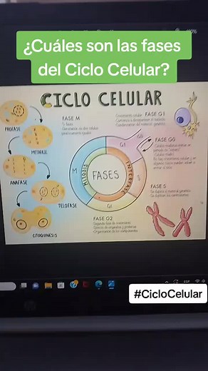 ¿Cuales son las fases del Ciclo Celular? 🗂️📝 #biologia #ciclocelular #fasesdelciclocelular #colegio #clasesvirtuales #parati #viral #fyp