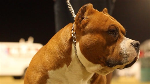 American bully - Red rum