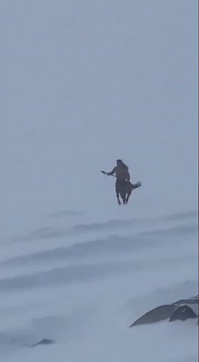 Real Pegasus Spotted Flying in Deep Mountains? 😱🦄 #shorts