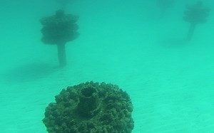 Park East Snorkeling Reef | Outdoor Gulf Coast of Northwest Florida