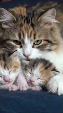 A 75-Year-Old Woman Saved a Mother Cat and Her Two Kittens from the Cold 🐱❄️