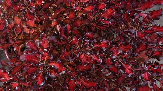Plant Profile: Coprosma Pacific Sunset™