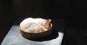 Katzenkorb häkeln: Kostenlose Anleitung mit Armstrickgarn