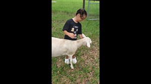 16K views · 1.3K reactions | Meet Brynley, the PETA Kids’ All Star for Animals contest winner! She has been vegan all of her life and is being raised by vegan parents! You won’t believe all that she has done for animals at just five years old 朗  https://peta.vg/36ht | PETA (People for the Ethical Treatment of Animals) | Facebook