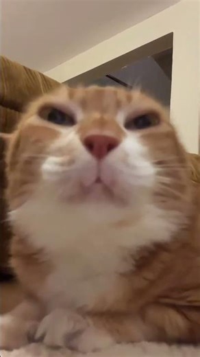 Sleepy Orange Cat Stares Into the Camera Up Close With the Cutest Tired Expression Ever