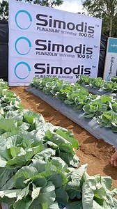 59K views · 2.2K reactions | Syngenta Product #Simodis launching #Bukidnon | Ms. Joy RCrim | Facebook