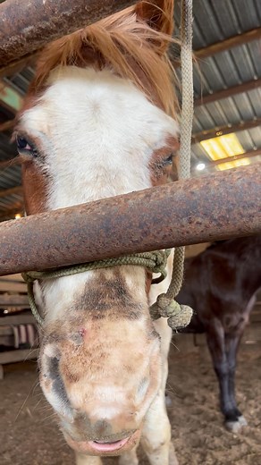 Y’all listen 💔 Ways to donate: PayPal: https://www.paypal.me/RockingRRescue Network for Good: https://rockingr.networkforgood.com/projects/102683-main-giving-page My Giving Circle: https://mygivingcircle.org/rocking-r-ranch-and-rescue-inc/donate/free Venmo: https://venmo.com/u/rockingrrescue Chewy: https://www.chewy.com/g/rocking-r-ranch-and-rescue-inc_b77232645?fbclid=IwZXh0bgNhZW0CMTEAAR2iT3ZscCcOCDLN-mCzkNDiihAC4289isXSgcAlmxu4mMyzKA5mSiag4qc_aem_fiI8LAkuQu2h10S8OINtCg#wish-list&wishlistsort