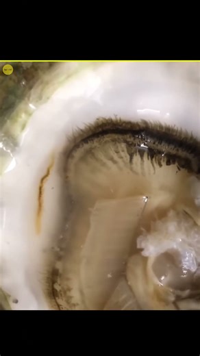 How Pearls Are Formed? #shorts