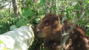 71 reactions · 3 comments | Close up video from summer of one of the beavers chewing through a thick tree trunk. The noise from the chewing is very cool. | Mike’s photos and videos of beavers | Facebook