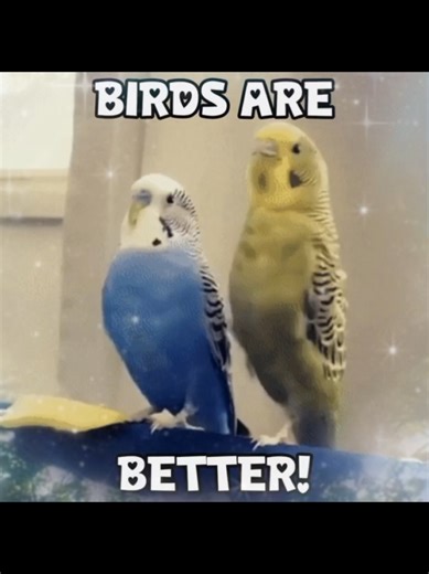 Free Parakeets in Adopt Me: A Fun Guide