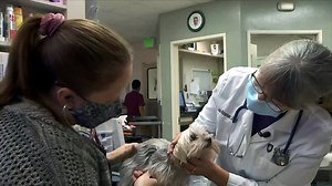 Michigan officials probing mystery canine parvovirus-like disease after over 30 dogs die