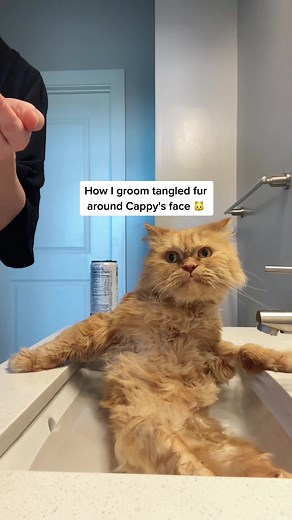 Cat Grooming Tips with $6 Flea Comb | Gentle Detangling Techniques