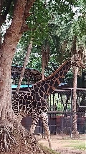 Most Beautiful Giraffe Ever! Playing and Walking | Sweet Giraffe Moment | Adorable Wild Animal Video