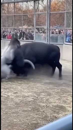 Gorilla vs Bull: Wild Fight in the Zoo!