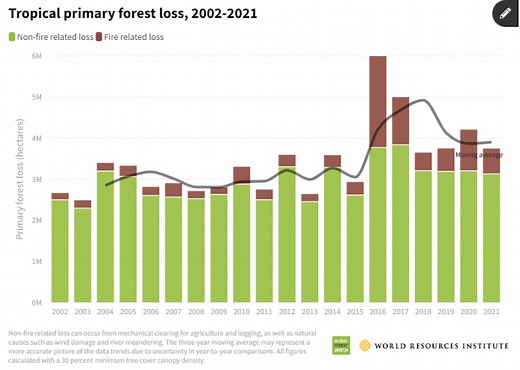 How can we save the world’s rainforests?