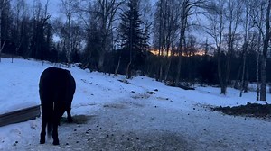 Alaska. Now. Homestead Rescue #raneyranch #discovery | Marty Raney