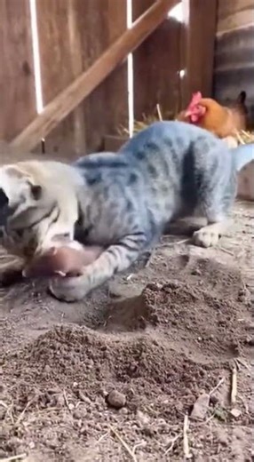 Chicken Coop Showdown: Cat vs Ferret #catlovers #cat #shorts #funnyvideo #funnyanimals