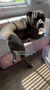 2.2K views · 2.9K reactions | Well that was rude… #americanbully #dog #doglove #funnydog#dogparents #dogcontent #doglovers #funnydogs #dogowner #dogs #doghumor Dog life, dog humor, dogs, funny dogs, cute dogs | Hippo American bully | Facebook