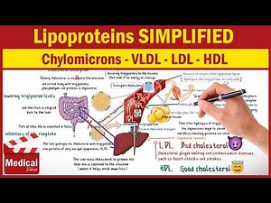 Pharmacology [CVS] 27- Lipoproteins Cholesterol & What are Chylomicrons, VLDL, LDL and HDL ?!