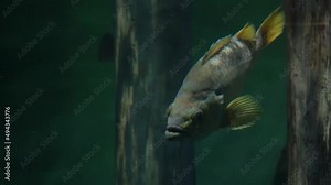 Fish Stares at Camera Then Swims Aggressively at Camera to Stare Again