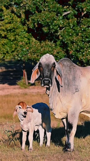 54K views · 3.1K reactions | Saturday Morning on the Ranch Just a cow and her calf starting the day — calm, quiet, and everything good about ranch life. Cool air. Fresh grass. No rush, no noise. Just the way a Saturday morning ought to be.  Butler Polled Brahmans — where every day starts in the pasture. #ButlerPolledBrahmans #PolledBrahman #RanchLife #SaturdayMorning #CowCalfPairs #BreedForward | Butler Polled Brahmans | Facebook