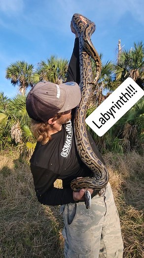 Kev Pav on Instagram: "The Labyrinth gene is a naturally occurring pattern mutation that originated from a single island in Southeast Asia. In Florida, this mutation represents 3% of the far West Coast population of this Invasive Species. #fyp #foryou #explorepage #explore #snake #reptile #fypシ #reels #wildlife #nature #python #burmesepython #florida #floridaman #invasive #invasivespecies #burmese #labyrinth #lab #morph #mutation"