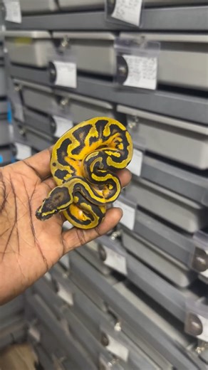 Phantom Stranger Wookie Pied — The Colors Are Unreal! 🐍✨