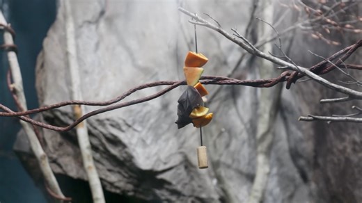Enjoy this behind the scenes look at our team releasing a colony of short-tailed fruit bats into their exhibit in the World of Darkness for the first time. The bats were transported from another accredited zoo earlier in the day in small mesh-lined containers that provided a safe, dark, and quiet environment for the bats during shipment. Insider tip: While we do not allow phone flashlights or other bright lights in this area, your cell phone can help you see the animals safely. Activate your pho