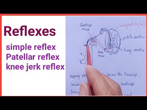 Reflexes/innate behavior/hyporeflexia/knee jerk reflex/patellar reflex #reflexes #patellar