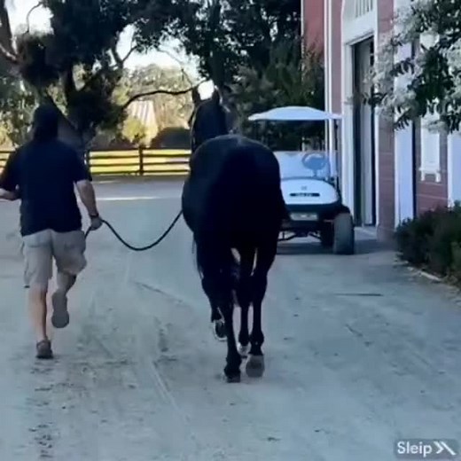 18 reactions | #jog #ponies | Rick Giron | Facebook