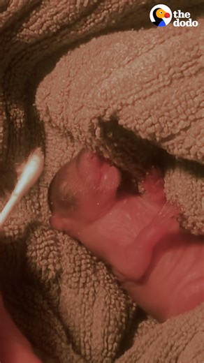 356K views · 10K reactions | Woman finds a tiny baby squirrel and helps him grow up strong — then he brings her a big surprise  | The Dodo | Facebook