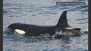 Orca Adopts Other Whale Species Calf