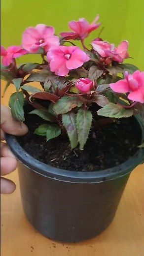 Growing balsam flower from seed (Impatiens balsamina)
