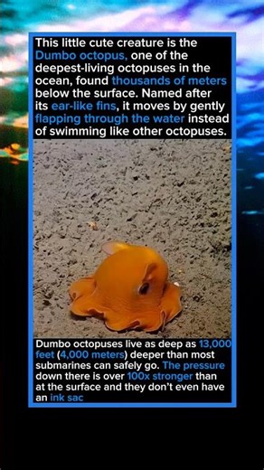 The Cutest Deep Sea Creature You’ve Never Seen 🐙