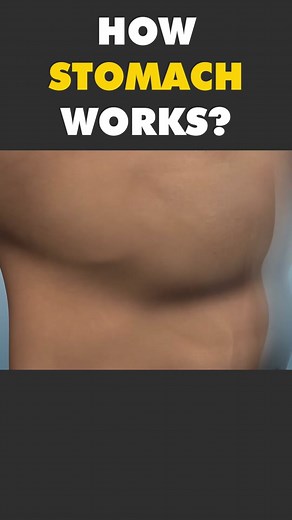 How Human Stomach Works? (3D Animation) #stomach #stomachfunction #stomachstructure #humanstomach #hcl #digestivesystem #humandugestivesystem #medical3danimation #3dmedicalanimation #digestion