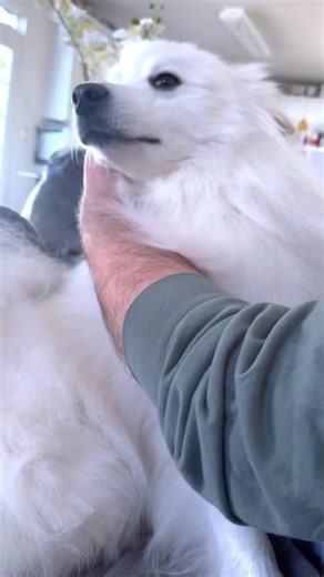 21K views · 1.1K reactions | Today’s Daddy’s 60th birthday, and my gift to him was letting him pet me back to sleep, because it’s one of his favorite things to do. I’m thoughtful like that.  | The Amazing Eskies | Facebook