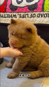 Training a Wuhong Dog to Shake Hands #NativeDog #WuheiDog #WuhongDog