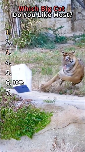 Different Big Cats Ranked 🐾 Which One Do You Like Most?