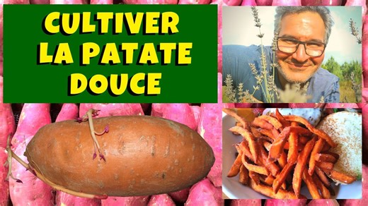 Patate douce : culture, récolte et conservation