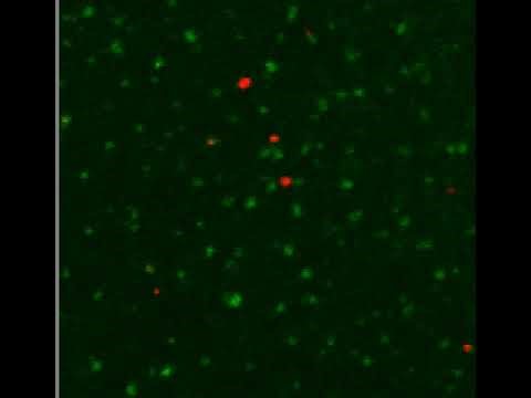 EBOV entry eGFP SNX5