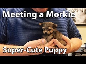 Morkie Puppy - Super Cute