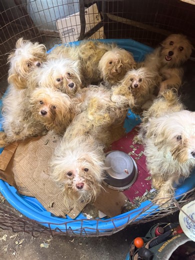 Applications due to adopt rescued Maltese