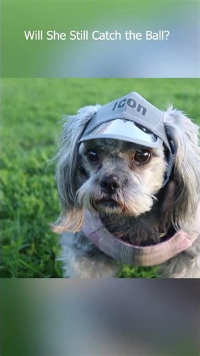 Can Your Dog Hat Pass This Test? #doghat
