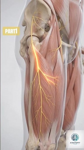 Why the Outside of Your Thigh Burns — Part 1 #humanbody #science