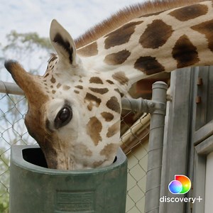 129K views · 3.8K reactions | Rosie the giraffe gives birth in a...